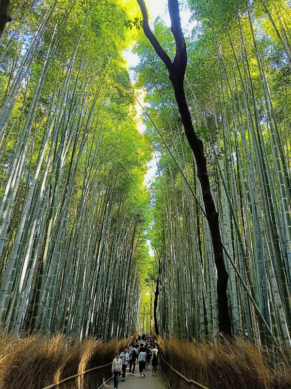 Bosque de bambú