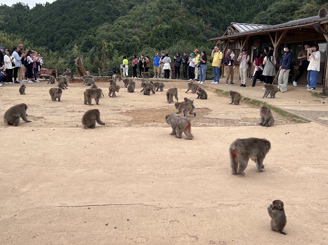Monte de los monos (Iwatayama)